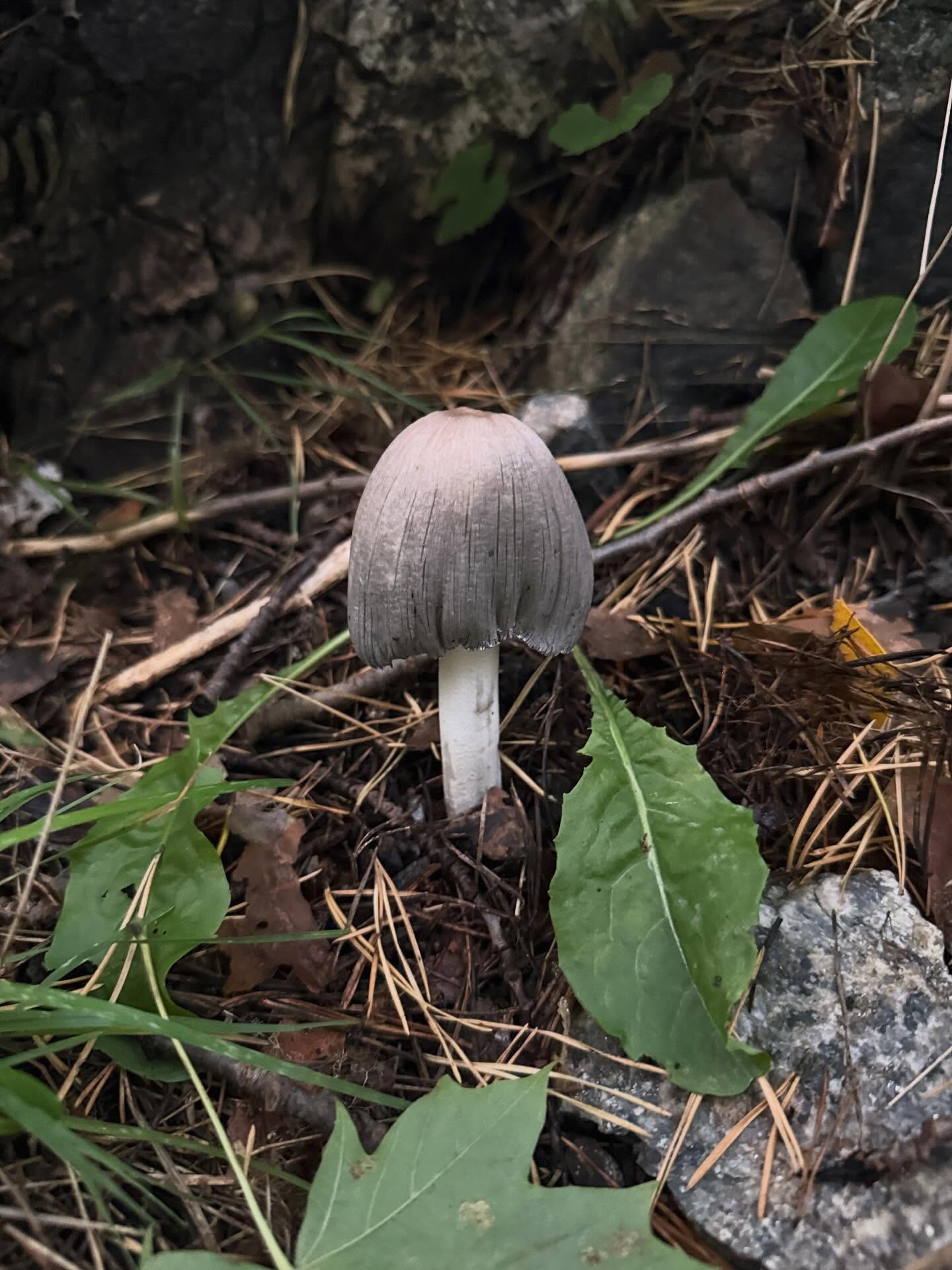 Forest floor